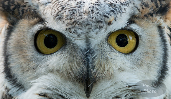 Great Horned Owl