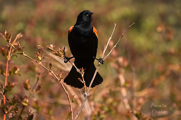 red-winged blackbird