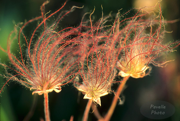 prairie smoke