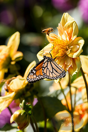 Monarch and Hornet on a dahlia