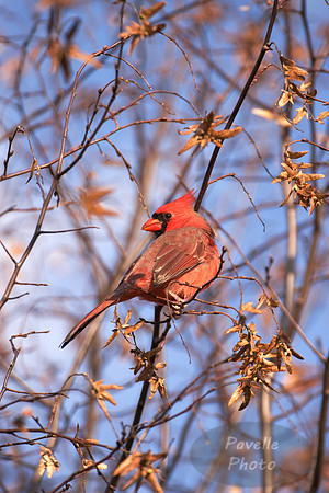 Cardinal