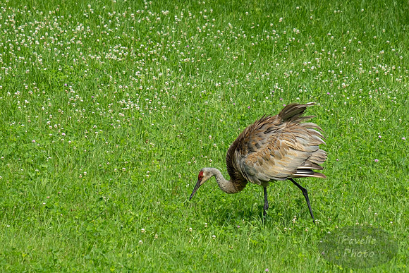 Sandhill Crane