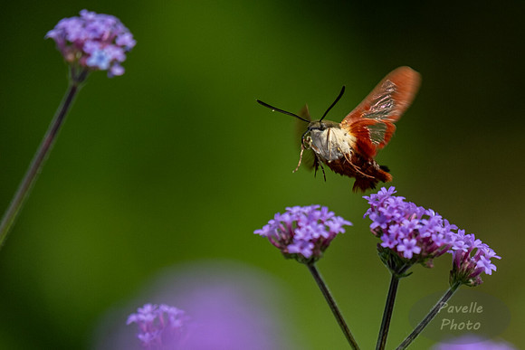 Hummingbird Moth