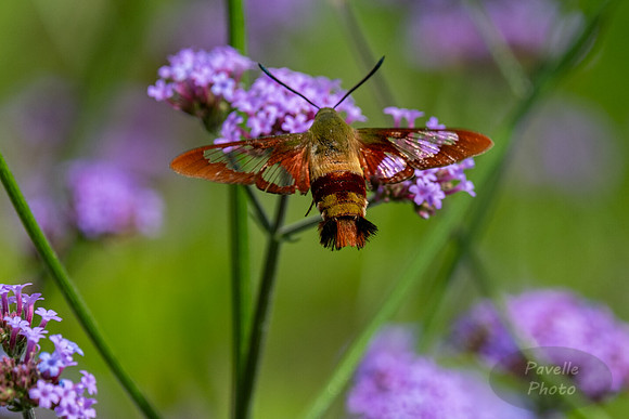 Hummingbird Moth