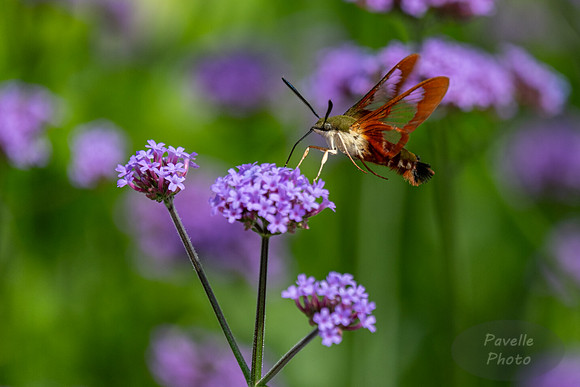 Hummingbird Moth