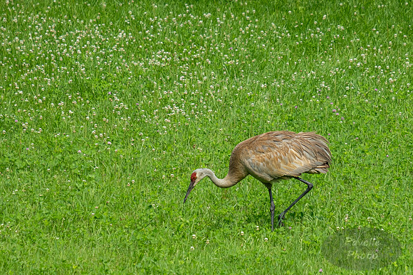 Sandhill Crane