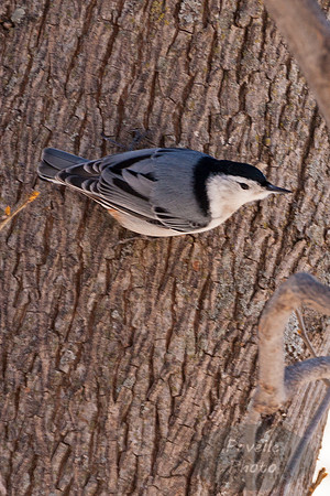 White-Breasted Nuthatch