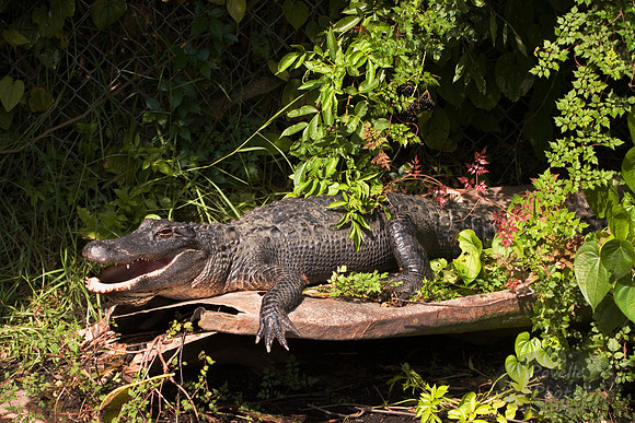 Basking Gator