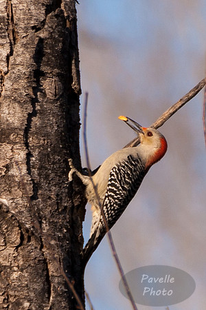 Red-Bellied Woodpecker