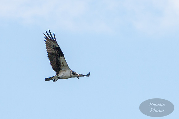 Osprey