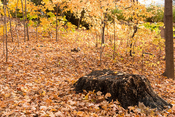 Tree Stump