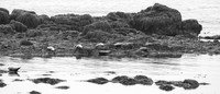 Seals