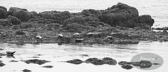 Seals