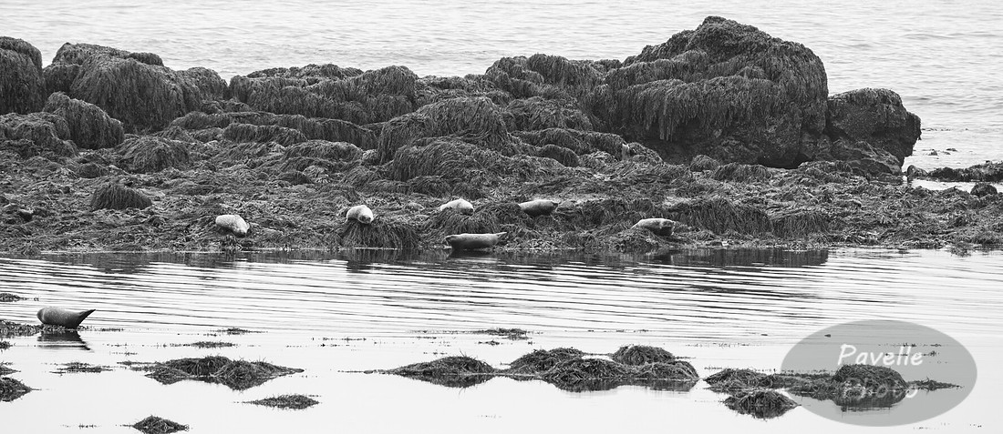 Seals
