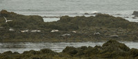 Seals