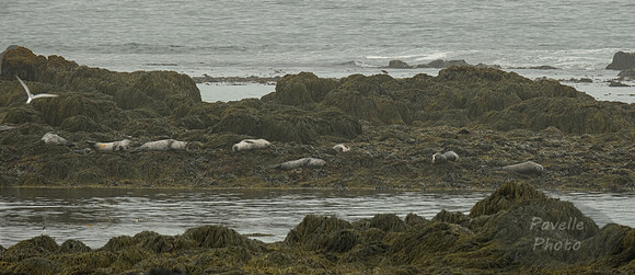 Seals