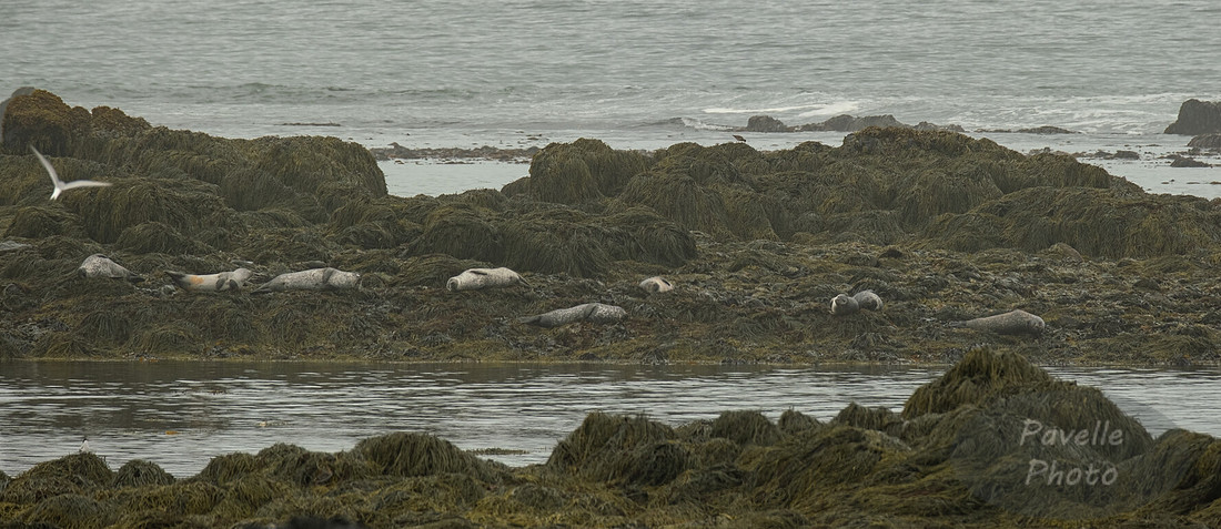 Seals
