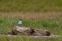 Arctic Tern