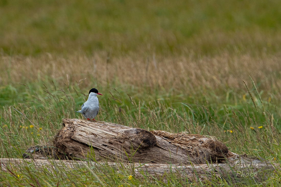 Arctic Tern