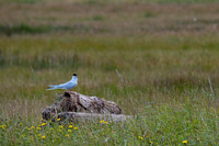 Arctic Tern