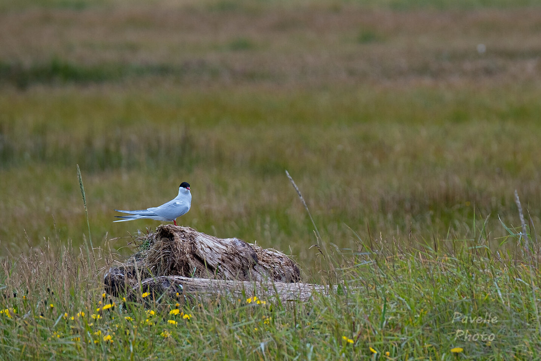 Arctic Tern