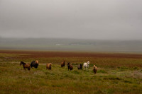 Icelandic Horses