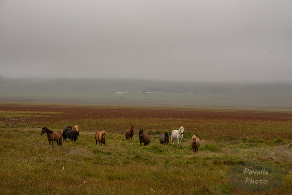 Icelandic Horses