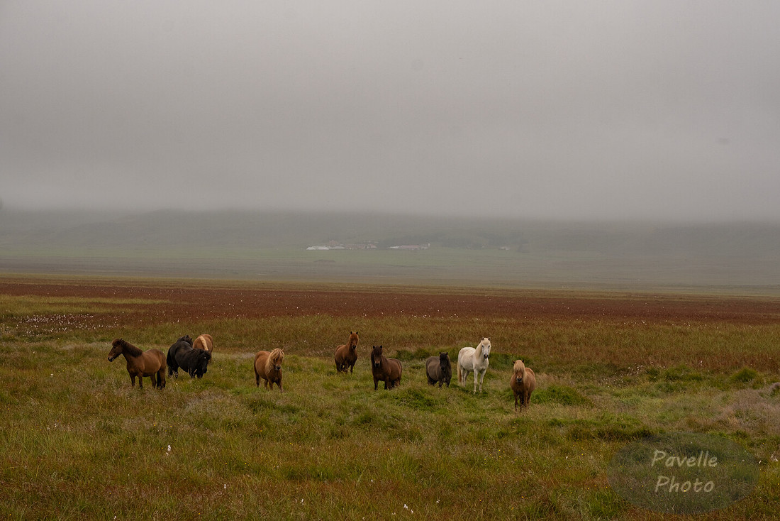 Icelandic Horses