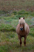 Icelandic Horses