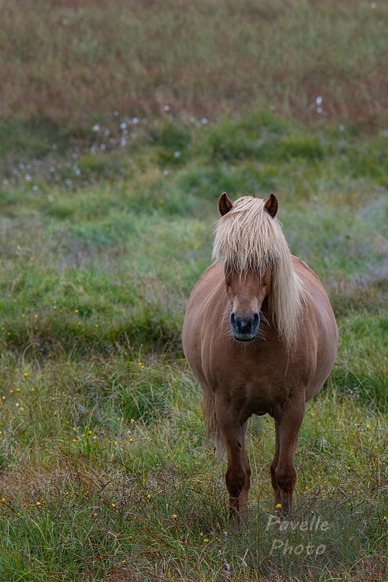 Icelandic Horses