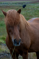 Icelandic Horses