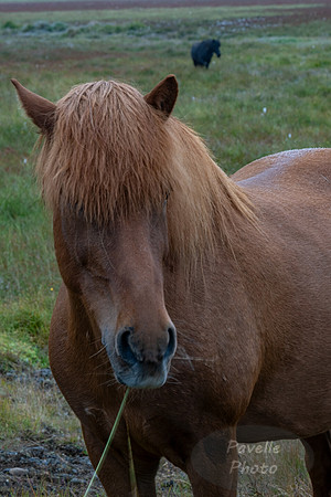 Icelandic Horses