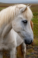 Icelandic Horses