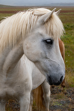 Icelandic Horses