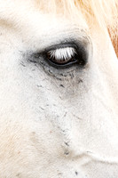 Icelandic Horses