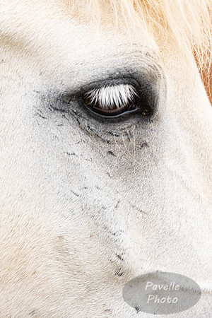Icelandic Horses
