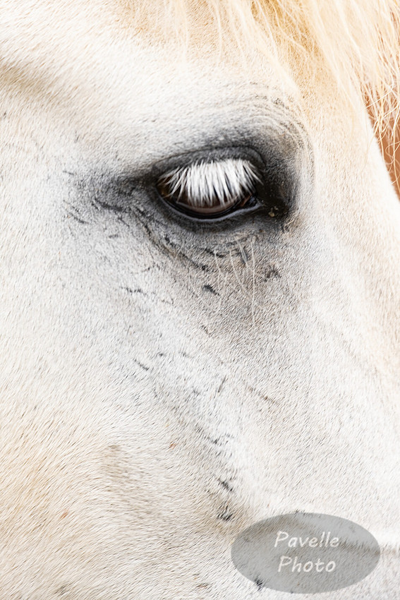 Icelandic Horses