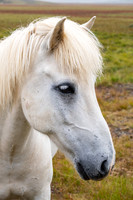 Icelandic Horses