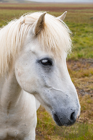 Icelandic Horses