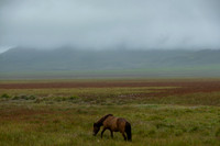 Icelandic Horses
