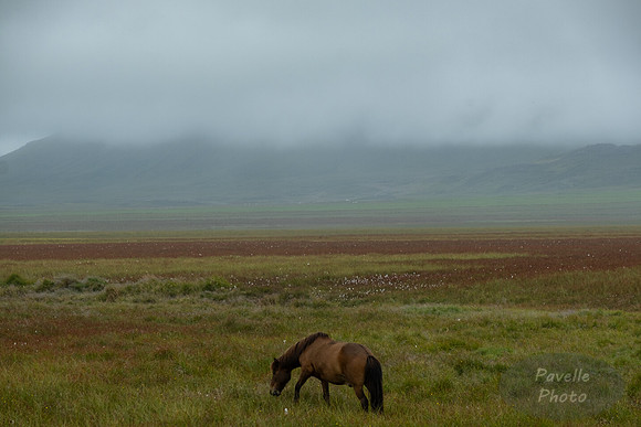 Icelandic Horses