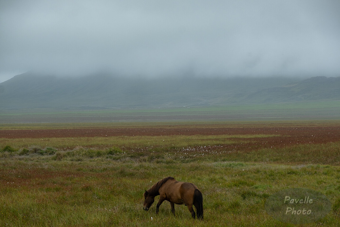 Icelandic Horses