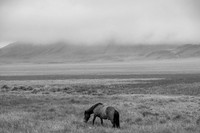 Icelandic Horses