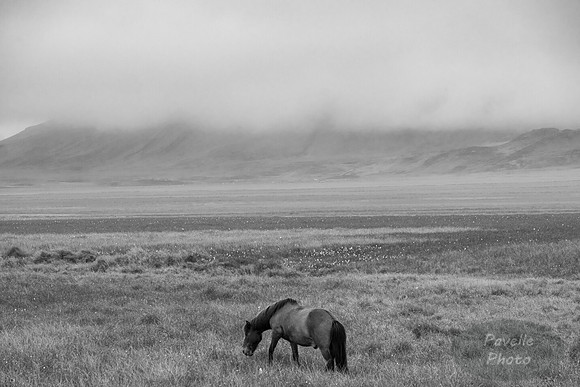 Icelandic Horses