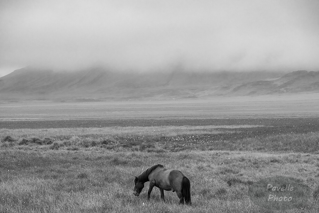 Icelandic Horses