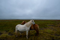 Icelandic Horses