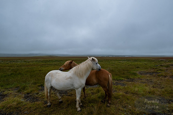 Icelandic Horses