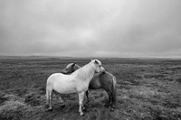 Icelandic Horses