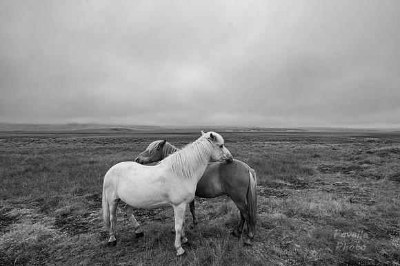 Icelandic Horses