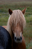 Icelandic Horses